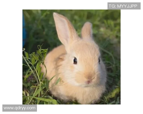 足球明星兔子形象大汇集可爱萌趣图片欣赏与分享 足球明星兔子形象大汇集可爱萌趣图片欣赏与分享